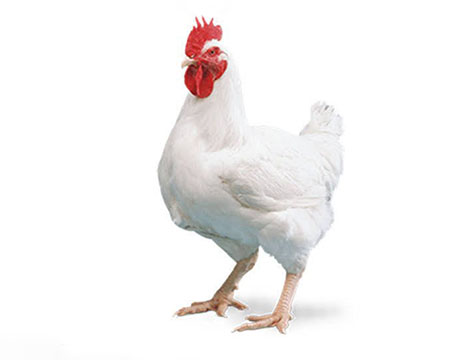 Broiler Murgi Package (1:1) – 300tk