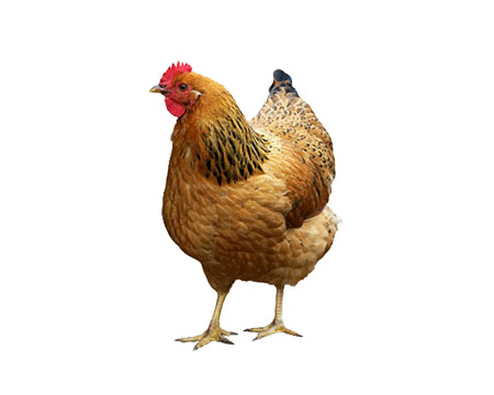 Deshi Murgi Package (1:1) – 350tk